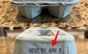 Understanding The Secret Meanings Behind The Codes On Your Egg Cartons – Dogrupara News