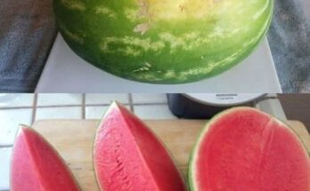 How To Pick The Best Fruits At The Grocery Store – Dogrupara News