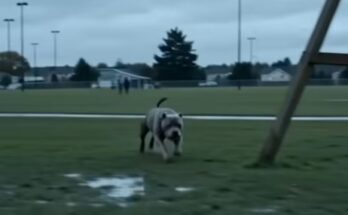 I thought it was just a regular Tuesday at Miller Park when a massive Pit Bull bolted toward my