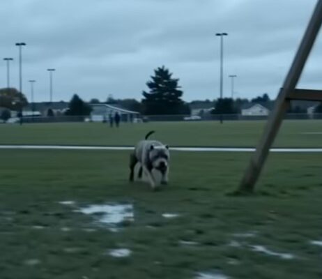 I thought it was just a regular Tuesday at Miller Park when a massive Pit Bull bolted toward my