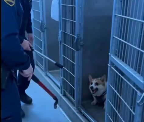 PART 2: The Secret Beneath The Harness – Dogrupara News