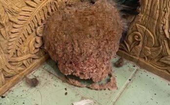 We Returned From Vacation and Discovered an Unexpected Surprise in Our Bathroom – Dogrupara News