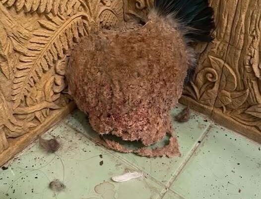 We Returned From Vacation and Discovered an Unexpected Surprise in Our Bathroom – Dogrupara News