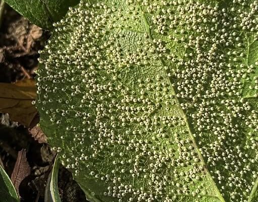 If You Spot These Eggs in Your Garden, Act Immediately! – Dogrupara News