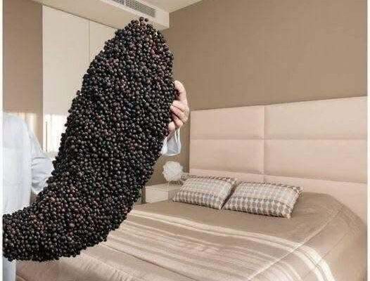 Black Pepper Under Your Bed: A Tradition Worth Exploring – Dogrupara News