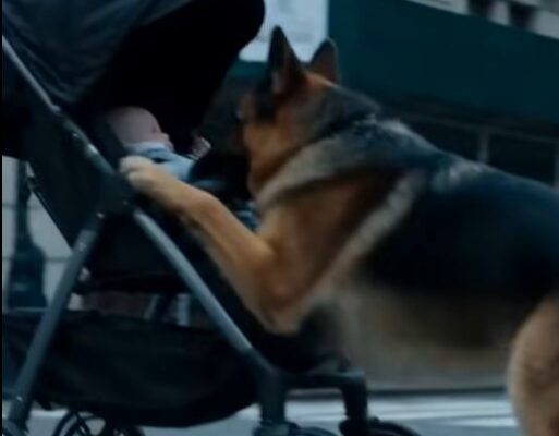 A School K9 Knocked a Stroller Off the Sidewalk… What Happened Seconds Later Left the Entire Street in