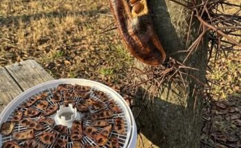 The Hidden Value of a Common Tree – Dogrupara News