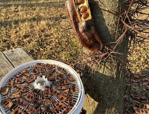 The Hidden Value of a Common Tree – Dogrupara News
