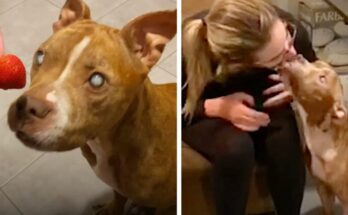Blind Pit Bull Regains Her Eyesight and Sees Her Beloved Foster Parents for the First Time – Dogrupara News