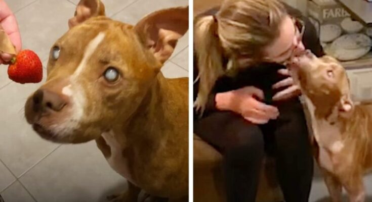 Blind Pit Bull Regains Her Eyesight and Sees Her Beloved Foster Parents for the First Time – Dogrupara News