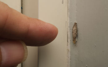 The “Harmless” Wall Debris That Could Mean Hidden Pests Are Eating Your Home – Dogrupara News