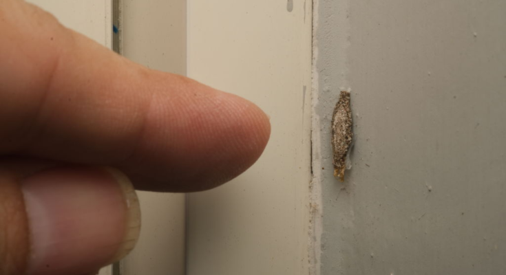 The “Harmless” Wall Debris That Could Mean Hidden Pests Are Eating Your Home – Dogrupara News