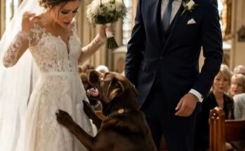 Just Before the Bride Walked Down the Aisle, Her Dog Grabbed Her Wedding Dress—Then Everyone Realized Why –
