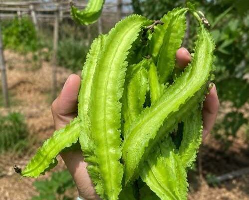 Doctors Explain Why Adding Winged Beans to Your Diet Can Boost Overall Health – Dogrupara News