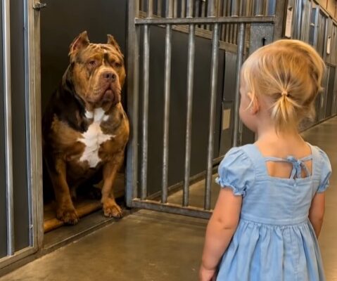 No one dared to adopt the shelter’s most feared dog—until a three-year-old girl walked up to him and changed