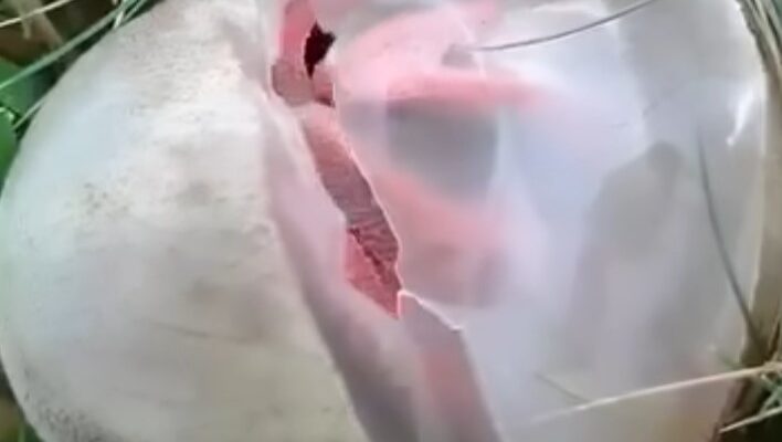 A Strange, Smelly Red Object Showed Up in My Yard — What It Turned Out to Be Shocked Me – Dogrupara News