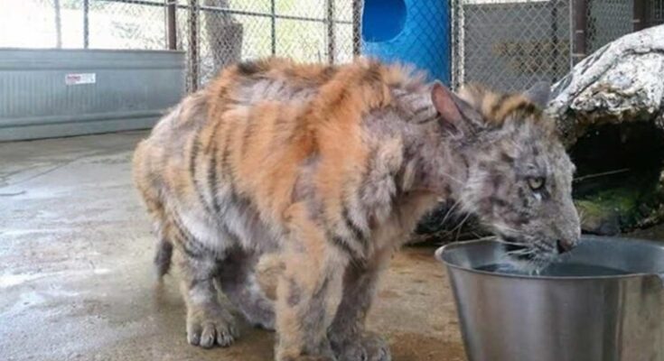 Rescued From a Circus, This Tiger’s Recovery Is Incredible – Dogrupara News