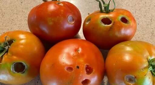 What It Means If You See These Holes in Tomatoes – Dogrupara News