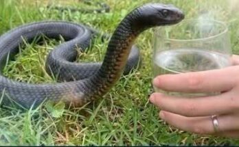 Wild Snake “Begged” Me for Water—But When Animal Control Realized… – Dogrupara News