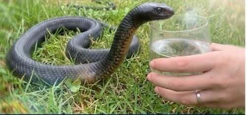Wild Snake “Begged” Me for Water—But When Animal Control Realized… – Dogrupara News