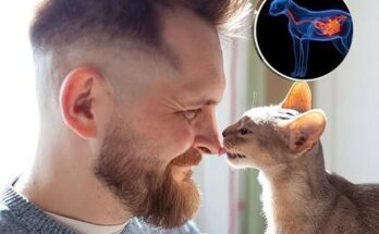 Why your cat headbutts you and what it means – Dogrupara News