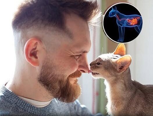 Why your cat headbutts you and what it means – Dogrupara News