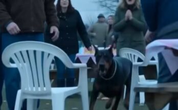 A Doberman Rushed Toward A Four-Year-Old At A Church Bake Sale—Then Everyone Noticed The Cupcake Box –