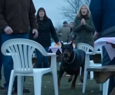 A Doberman Rushed Toward A Four-Year-Old At A Church Bake Sale—Then Everyone Noticed The Cupcake Box –