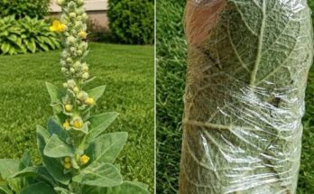 The Plant Growing in Many Yards That People Have Used for Generations – Dogrupara News