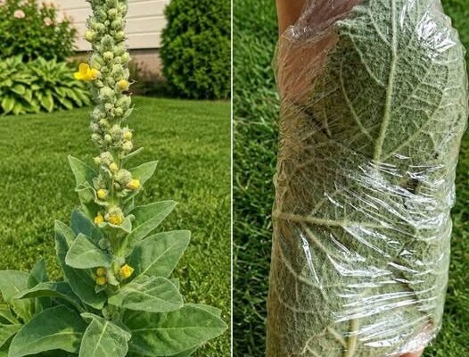 The Plant Growing in Many Yards That People Have Used for Generations – Dogrupara News