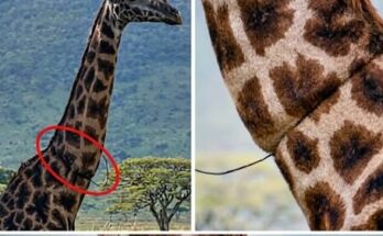 A Giraffe Approached a Vehicle in an Unusual Way—What Happened Next Surprised Everyone – Dogrupara News