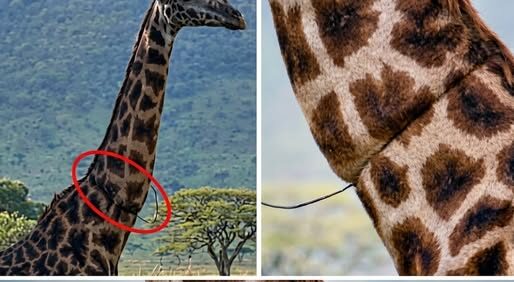 A Giraffe Approached a Vehicle in an Unusual Way—What Happened Next Surprised Everyone – Dogrupara News