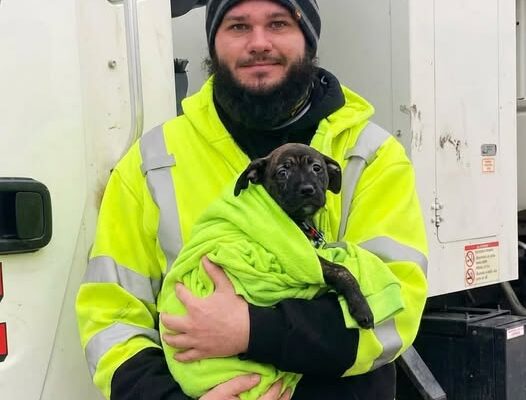 Trash Truck Driver Finds Broken Puppy in a Backpack and Refuses To Leave Her Behind – Dogrupara News