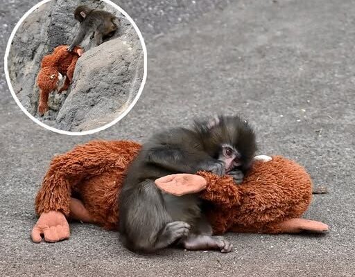 Punch the monkey update given by zoo following concerns over his appearance – Dogrupara News
