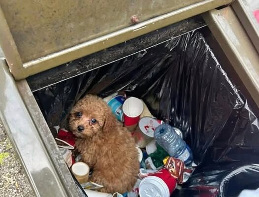 Buried Beneath the Garbage, a Forgotten Dog Waited for a Miracle – Dogrupara News