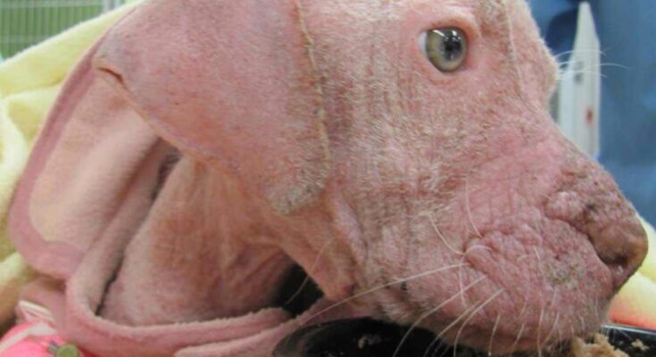 Rescued Puppy’s Reaction to Meeting His New Owner Touches Hearts – Dogrupara News