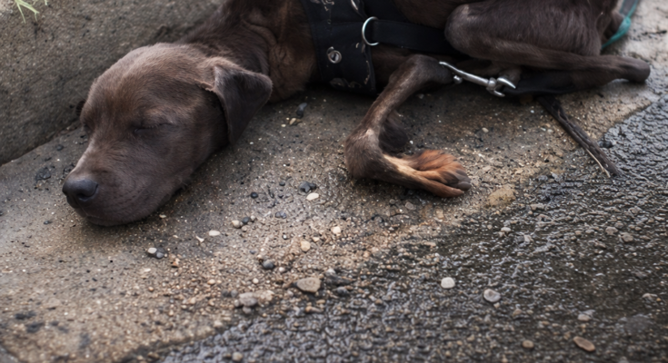 This Stray Mom Braved the Cold for Her Puppies — Her Story Will Touch You Deeply – Dogrupara News