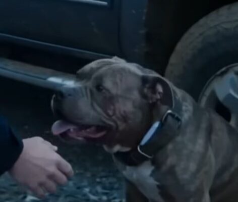 A Scarred Pit Bull Was Brought Into A Drive-In Church Service… What Was Hidden In Its Collar Changed