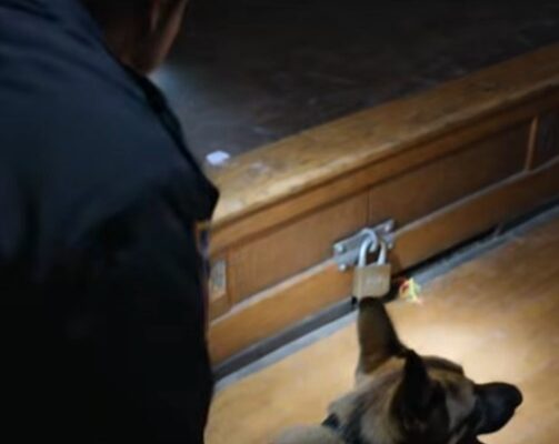 School Stage Secret—K9 Found It – Dogrupara News
