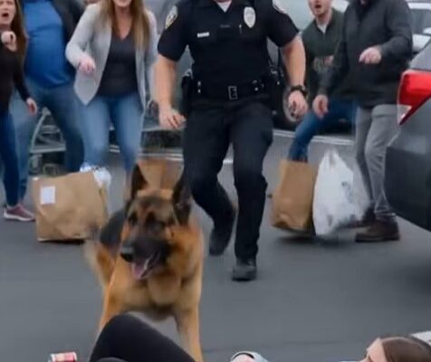 A Police K9 Suddenly Tackled A Pregnant Woman Outside Walmart While Shocked Shoppers Screamed At The