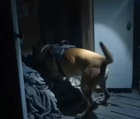 A K9’s Discovery Inside a Teddy Bear Revealed a Message No One Expected – Dogrupara News
