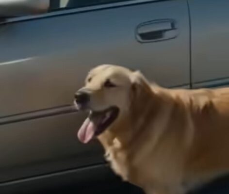 PART 2: The Six Words on the Dog’s Collar Explained Everything – Dogrupara News