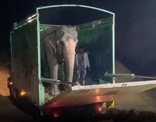 The Moment This Blind Elephant Realized She Was Finally Free – Dogrupara News