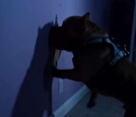 I Adopted A Deaf Pit Bull To Protect My Newborn, But When He Started Clawing At The Nursery Wall Every Night