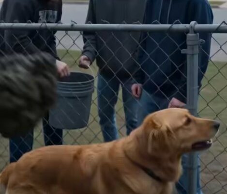 The Golden Retriever They Should Never Have Mocked – Dogrupara News