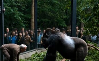 An Elderly Man Fell Into a Gorilla Enclosure—What Happened Next Left Visitors Speechless – Dogrupara News