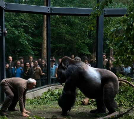 An Elderly Man Fell Into a Gorilla Enclosure—What Happened Next Left Visitors Speechless – Dogrupara News