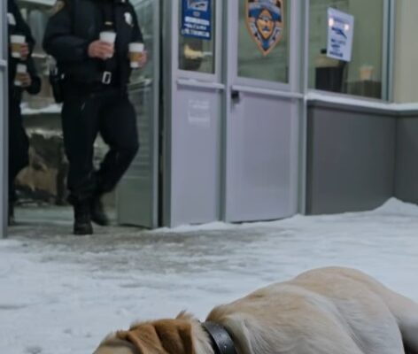 Old Dog Slept Outside Police Station All Winter — Then Officers Found “K-9 Unit” On His Collar – Dogrupara