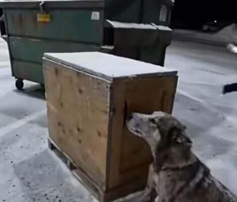 PART 2: What The Dog Was Protecting Under The Wooden Lid – Dogrupara News
