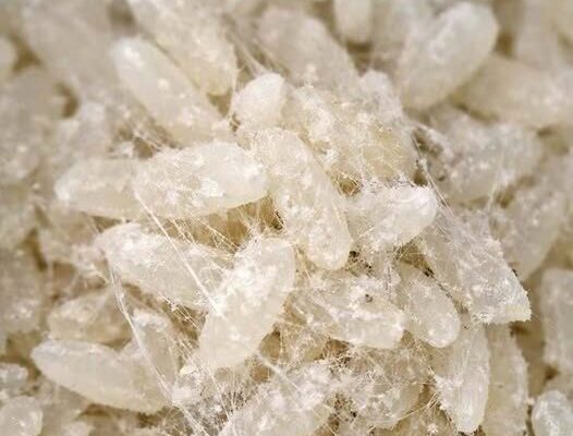 Why is there weird stringy webbing inside my container of rice? – Dogrupara News
